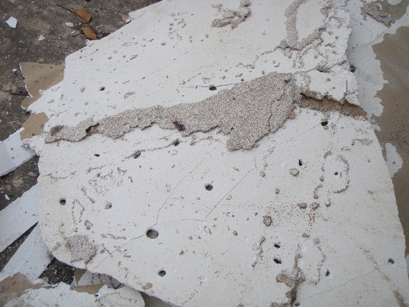 ปลวกกินยิบซั่ม