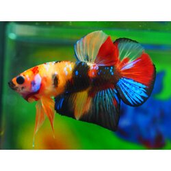 HMPK NEMO GALAXY MALE GRADE A +++