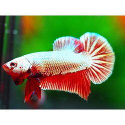 HMPK FANCY MALE GRADE A +++