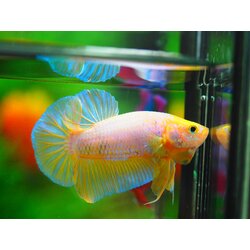 HMPK FANCY MALE GRADE A +++