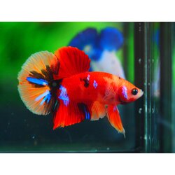 HMPK NEMO GALAXY MALE GRADE A +++ ปลาเด็ก