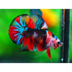 HMPK KOI GALAXY MALE GRADE A +++