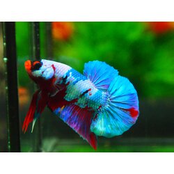 HMPK KOI FANCY MALE GRADE A +++