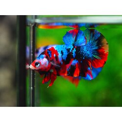 HMPK KOI GALAXY MALE GRADE A +++