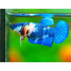 HMPK KOI GALAXY FEMALE GRADE A +++