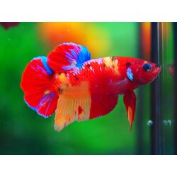 HMPK NEMO MALE GRADE A +++