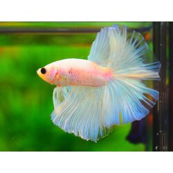 HM FANCY MALE GRADE A +++