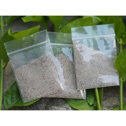 ไข่ไรแดง