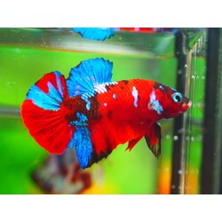 HMPK KOI GALAXY MALE GRADE A +++