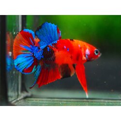 HMPK NEMO GALAXY MALE GRADE A +++