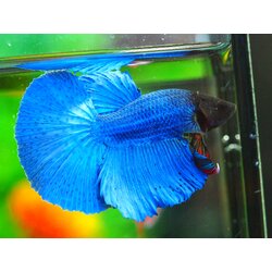 HM FANCY MALE GRADE A +++