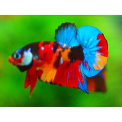 HMPK NEMO GALAXY MALE GRADE A +++