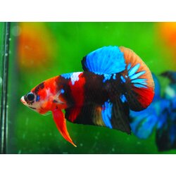 HMPK KOI GALAXY MALE GRADE A +++