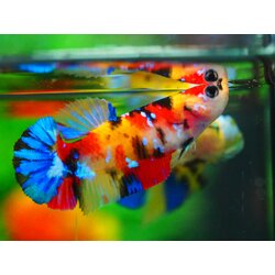 HMPK NEMO GALAXY FNMALE GRADE A +++