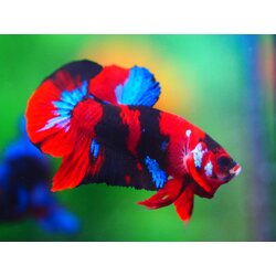 HMPK KOI GALAXY MALE GRADE A +++