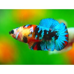 HMPK KOI GALAXY FN MALE GRADE A +++ ไมมีตะเกรียบ