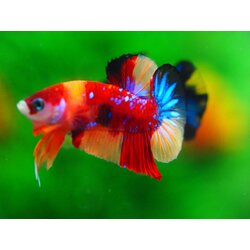 HMPK NEMO MALE GRADE A +++