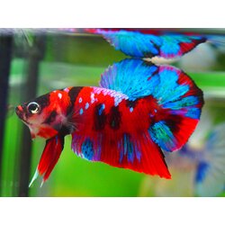 HMPK KOI GALAXY MALE GRADE A +++