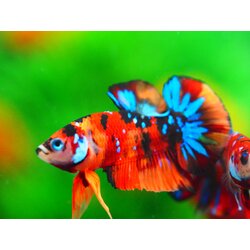 HMPK NEMOGALAXY MALE GRADE A +++