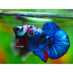 HMPK KOI GALAXY MALE GRADE A +++