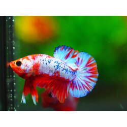 HMPK FANCY MALE GRADE A +++