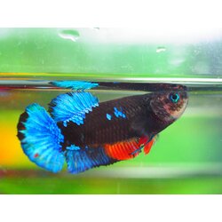 HMPK KOI GALAXY FEMALE GRADE A +++