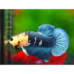 HMPKFANCY MALE GRADE A +++