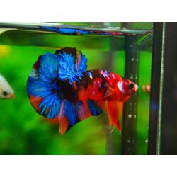 HMPK KOI GALAXY MALE GRADE A +++