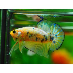 HMPK FANCY MALE GRADE A+++