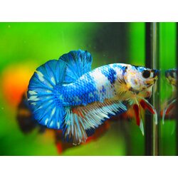 HMPK KOI FANCY MALE GRADE A +++