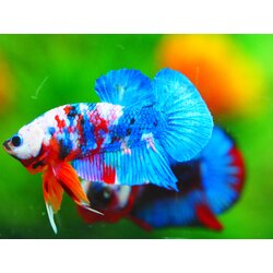 HMPK KOI GALAXY MALE GRADE A +++