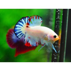 HMPK FANCY MALE GRADE A +++