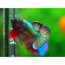 HMPK COPPER MALE GRADE A +++