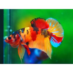 HMPK NEMO GALAXY MALE GRADE A +++