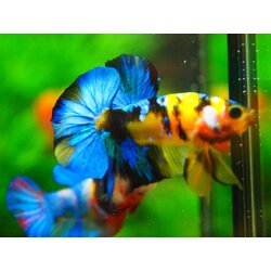 HMPK KOI YELLOW FN MALE GRADE A +++