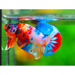 HMPK CANDY MALE GRADE A +++