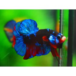 HMPK KOI GALAXY MALE GRADE A +++