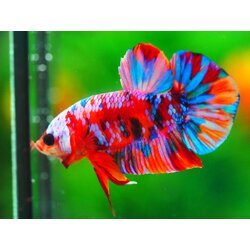 HMPK KOI GALAXY MALE GRADE A +++