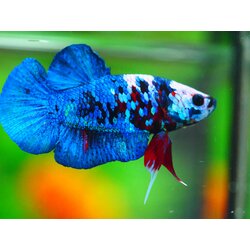 HMPK KOI GALAXY MALE GRADE A +++