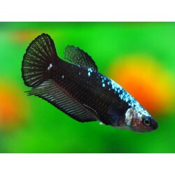 HMP BLACK SAMURAI FN MALE GRADE A +++