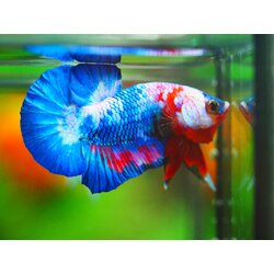 HMPK KOI FANCY MALE GRADE A +++