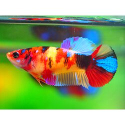 HMPK NEMO GALAXY FNMALE GRADE A +++