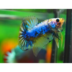 HMPK FANCY MALE GRADE A +++