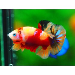 HMPK NEMO MALE GRADE A +++