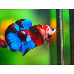 HMPK KOI GALAXY MALE GRADE A +++