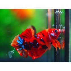 HMPK NEMO GALAXY MALE GRADE A +++