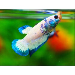 HMPK FANCY FEMALE GRADE A +++