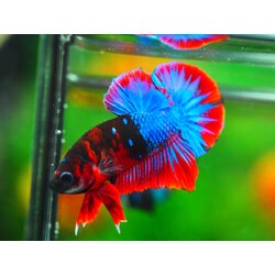 HMPK KOI GALAXY MALE GRADE A +++