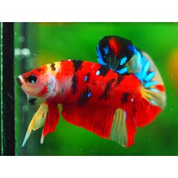 HMPK NEMO GALAXY MALE GRADE A +++