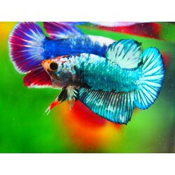 HMPK FANCY MALE GRADE A +++